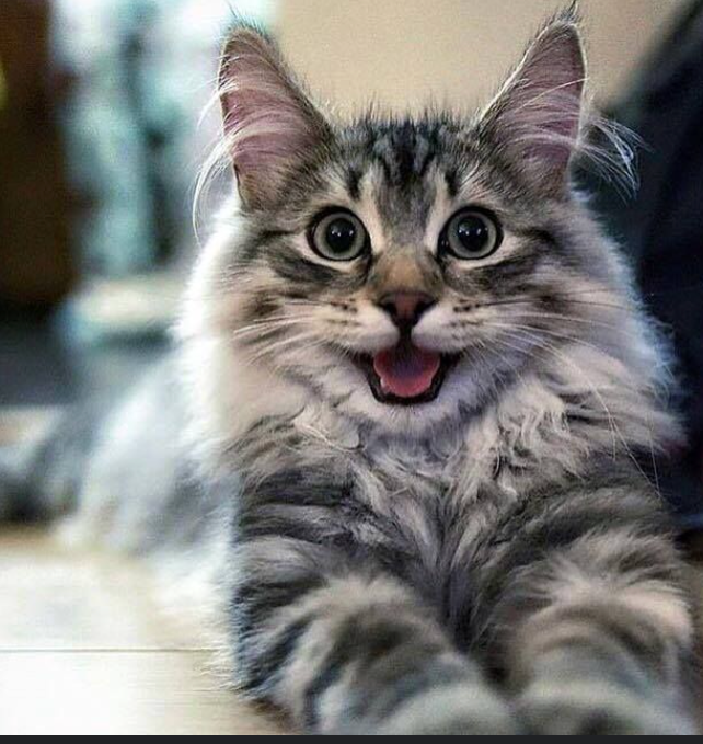 Maine Coon (Coming Friday)