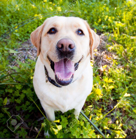 Labrador Retriever (Coming Friday)