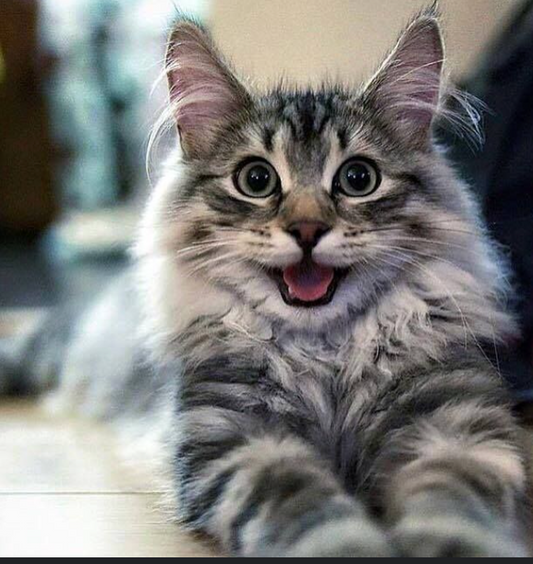 Maine Coon (Coming Friday)