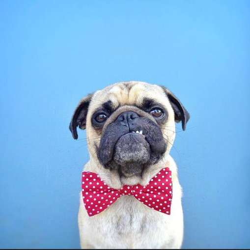 Pug Bust (Coming Friday)