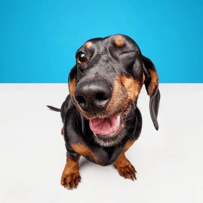 Dachshund Bust